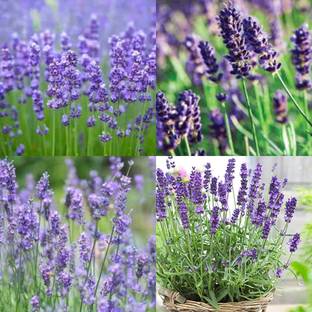 आईबेन्स लैवेंडर प्लांट सीड्स फॉर होम गार्डनिंग 32 बीज