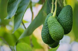 SHYAM 1Healthy Frash Food "Green Avocado Fruit"Plant Tree Seed