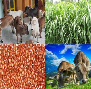 JOY SHREE SUPER NAPIER GRASS SEED, Cow Cattle goats sheep buffalo, 1TIME SOWN, GET3TIME. Seed