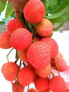 SHYAM Muzaffar Litchi/Lychee" Fruit tree plant Seed