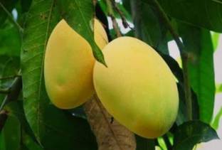 SHYAM Chusha MangoPlant. Seed