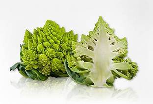 WILLVINE VVI-601 Organic Romanesco Broccoli Seed Seed