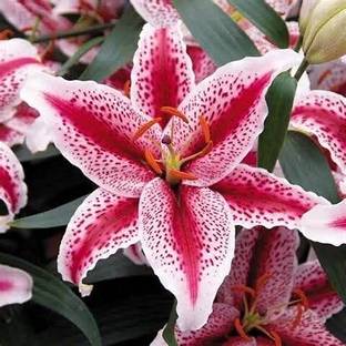 Cloud Farm Lily Plant Seed