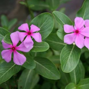 CYBEXIS KGF -71 - Mixed Vinca Rosea Madagascar periwinkle Flower - (60 Seeds) Seed