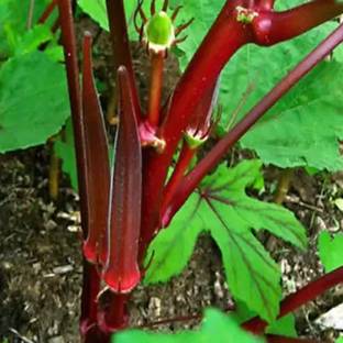 EcoFusion red lady finger seeds Seed