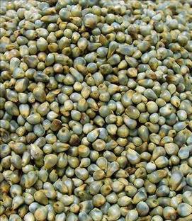 Mahak Stors 1kg, bajra seeds very testy grass more milk and soft green testy Seed