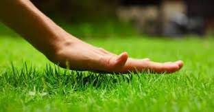 wequality durva grass seeds /Lawn Grass Seeds 10000 Seed