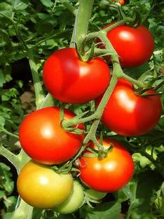 DESIILAAZ tomato Seed