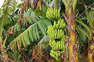 Kapebonavista Kapebonavista Rare G 9 Banana Live Healthy Banana Plant Seed