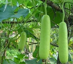 UGRA Indian Bottle Gourd Seed