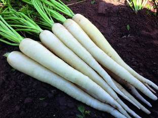 VibeX ® VMR-121 White Carrot “Lunar White” - Sweet Seed