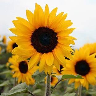 CRGO SUNFLOWER , SURAJMUKHI Seed