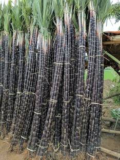 AYODvati Black sugarcane seeds, red sugarcane seeds 12 seeds. Seed