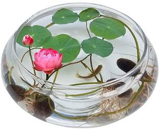 VibeX ® VLR-176 Gardens Water Bowl Lotus Seeds Seed