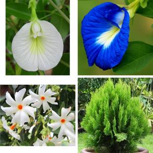 Beej Wala 4 VARIETY OF FLOWER SEEDS APARAJITA NIGHT JASMINE AND MORPANKHI SEEDS Seed