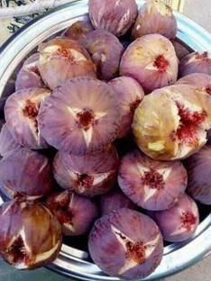 usdeepar retail Chandani Fig, Anjeer Seed (95 per packet), fig seed, Anjeer seed Seed