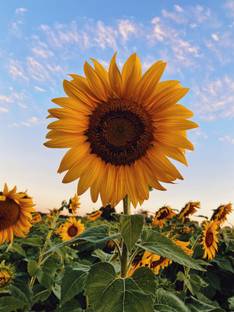 seedito Sunflower Seeds For Garden (SUMMER) Seed