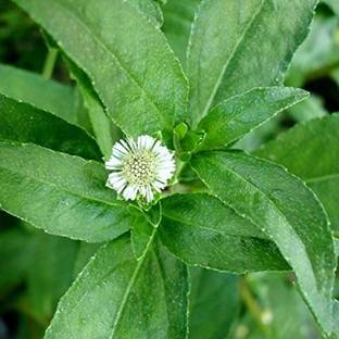 Arshiayat Bhringraj seeds, False daisy - Kesharaj plant Seed