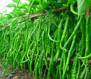 am group Mirchi, Hari mirchi, Mircha Seed