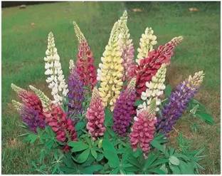MAA Lupin Seed