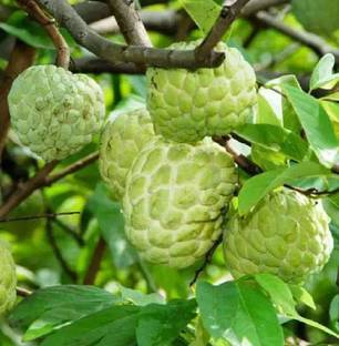 wequality Hybrid custard apple seeds for plant,sugar apple seeds for plant Seed