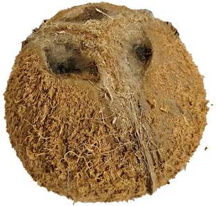 Platone Coconut Seed