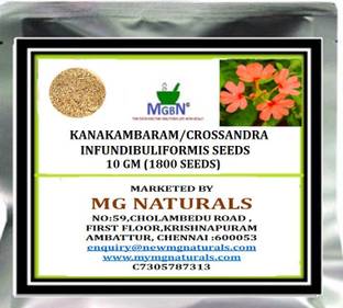 MGBN KANAKAMBARAM/CROSSANDRA INFUNDIBULIFORMIS SEEDS - 10 GM (1800 SEEDS) Seed