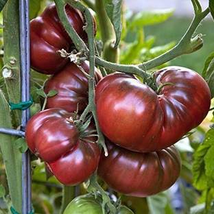 Qualtivate XXX-1A Black Krim Tomato Seed