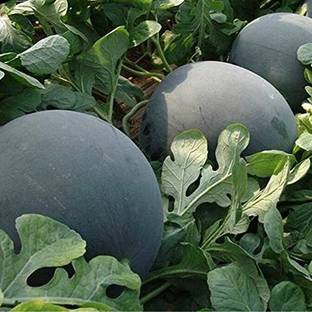 KANAYA Water Melon Seed