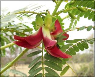 JVK Agathi keerai Red Flower / Humming Bird Tree Seed