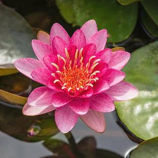 VibeX ® VMR-331 Red Lotus Water Lily Flower Seeds Seed