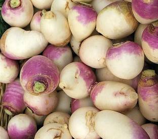 Avysa Organic Purple White Turnip/Shalgam/Shaljam Seed