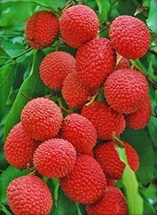 Aro Litchi, Lichi, Lychee Seed