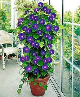 ACCELCROP Morning Glory Mixed Color Creeper Flower Seed