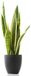 MAHAMAYA A TO Z Snake Plant, Mother-in-law's tongue Plant, (Dracaena trifasciata) plant Seed