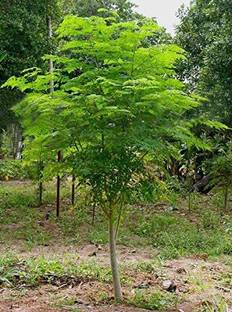 VibeX LXI-5 - Fresh Moringa Oleifera Tree - (450 Seeds) Seed