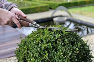 VibeX ® VLR-4 Winter Gem Boxwood Seed