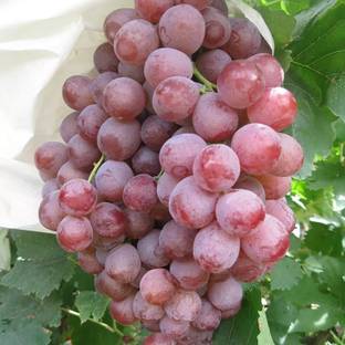PASCLE Red Globe, Flame Grapes Seed
