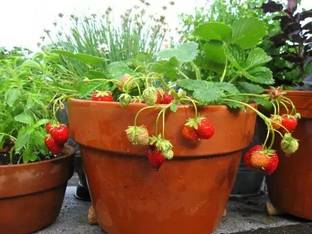 MAA Strawberry, Strawberries Seed