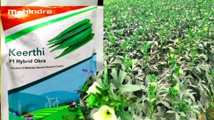 Vagitable F1 hybrid okra vegetable seeds highest yield Verity fruit size 250g Seed