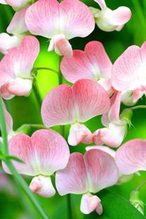VibeX ® XXL-678 "Cupid Pink" Sweet Pea Flower Seed