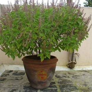 SUNWAN HOLY TULSI BASIL Rama true organic Plant Seed
