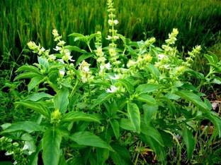 KNESSiN Stevia, Stevia Herb, New Live Fresh, Guaranteed 90%+ Germination[400 Seeds] Seed
