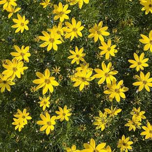 CYBEXIS Coreopsis, Moonbeam100 Seeds Seed