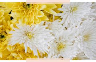 Vista Single Bloom Chrysanthemum Flower Seed