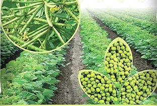 STOKIYA STAR 444 HYBRID moong seeds, highest yield variety early fruiting Seed (2kg) Seed