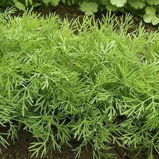 VibeX XLR-74 - Herb Dill Bush Giant - (2250 Seeds) Seed