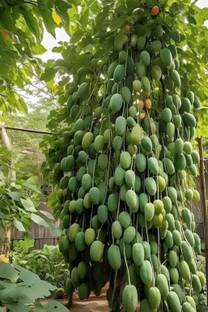 Very testy Mango fruit seeds highest yield Verity very testy veraity 1pc Seed