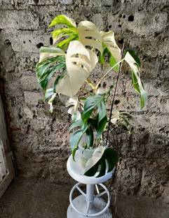 Srushtitraders Monstera deliciosa Seeds Seed