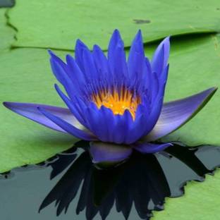 VibeX ® VLR-295 Nymphaea King Blue Hardy Water Lily Seeds Seed
